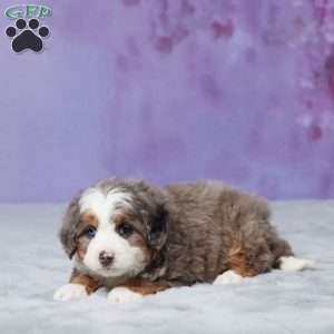 Rocky, Mini Bernedoodle Puppy